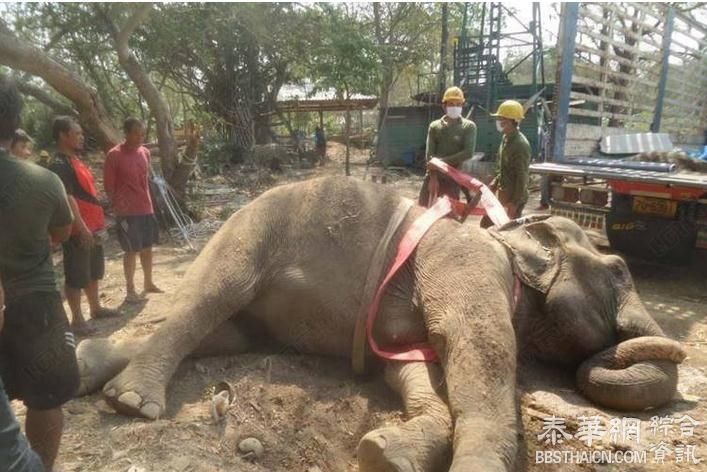 大象虚弱倒地不起引起关注  病因是受到新年烟花爆炸声的惊吓