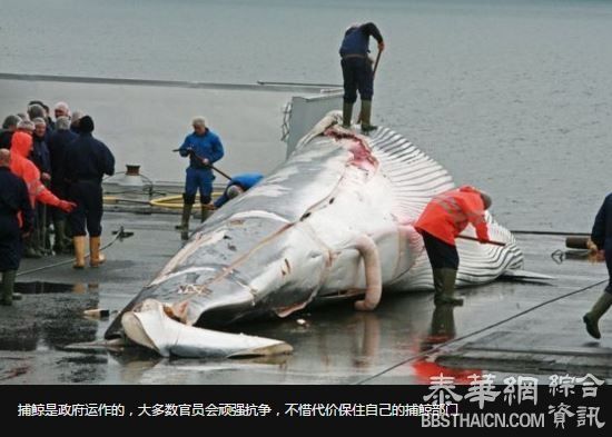 难以置信—日本的捕鲸情结