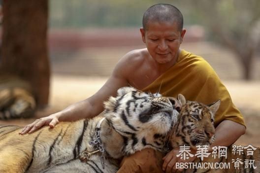 虎庙帕朗塔布寺涉走私老虎