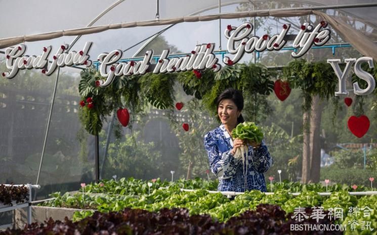 前总理英拉酷爱种菜 邀国际媒体记者赴“蔬菜宴”