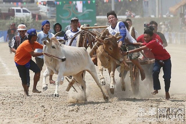 Ban Lat县举行传统牛车比赛