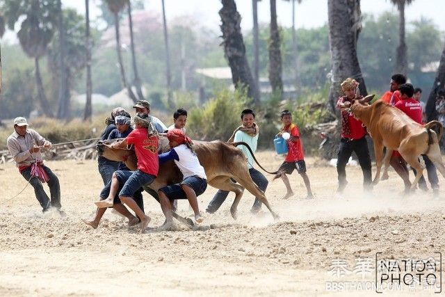 Ban Lat县举行传统牛车比赛