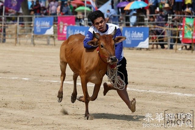 Ban Lat县举行传统牛车比赛