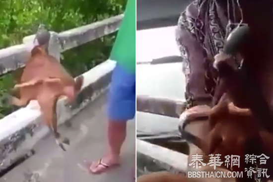 渔民捕捉到有“脚”怪鱼 或为蝙蝠鱼