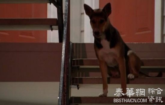 主人遭枪杀 美国忠犬家门口苦等数周 路人施救