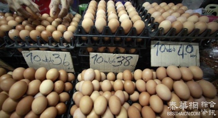 派洛:要求16家蛋鸡场缩减母鸡进口配额至60万只