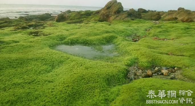 芭堤雅海滨爆绿潮 游客忙拍照