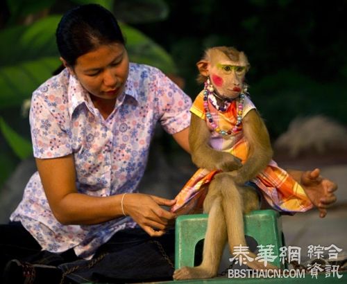 猴子“卖艺” 十八般武艺样样行