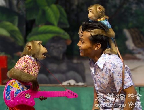 猴子“卖艺” 十八般武艺样样行