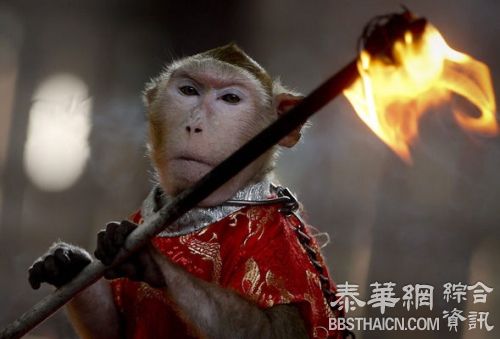 猴子“卖艺” 十八般武艺样样行