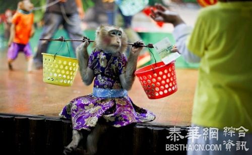 猴子“卖艺” 十八般武艺样样行