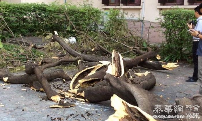 朱大树木被白蚁蛀断 砸伤7大学生