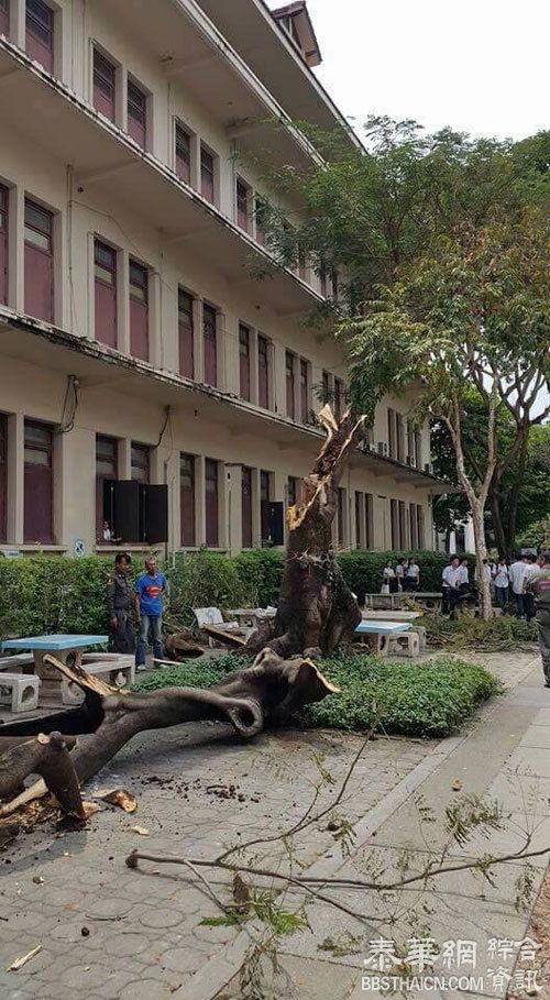 朱大树木被白蚁蛀断 砸伤7大学生