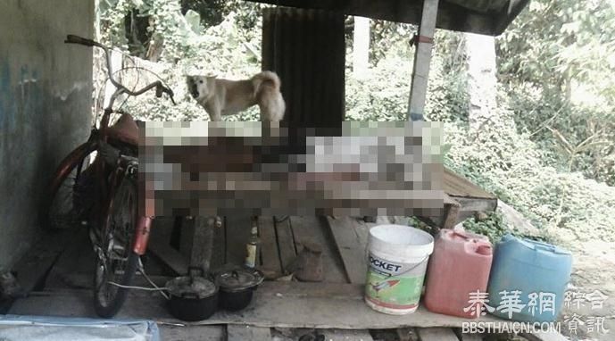 不离不弃 素輦府一宠物犬保护已死主人