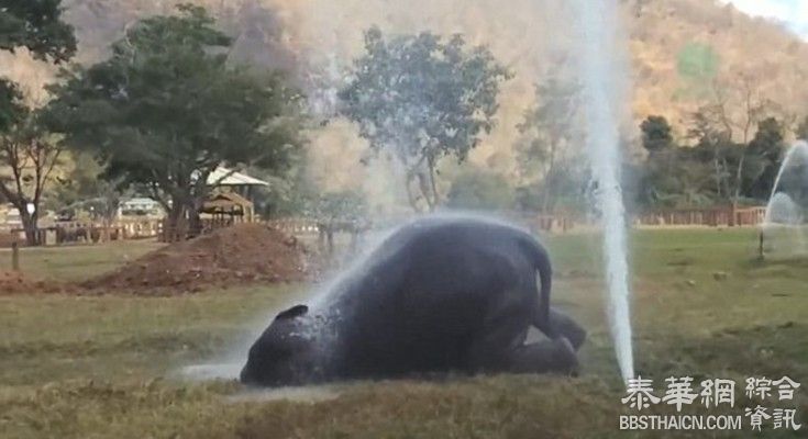 清迈大象破坏喷水设施造“喷泉”呆萌玩水惹人爱