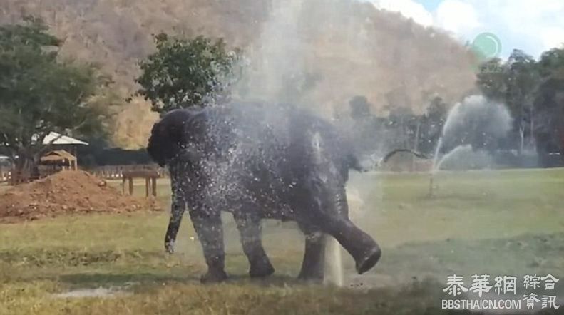 清迈大象破坏喷水设施造“喷泉”呆萌玩水惹人爱