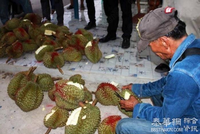 达叻府榴莲质量审计组和农业局携手抓获3车未成熟的金枕头榴莲