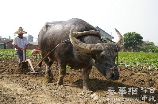 泰国人眼中动物的意义