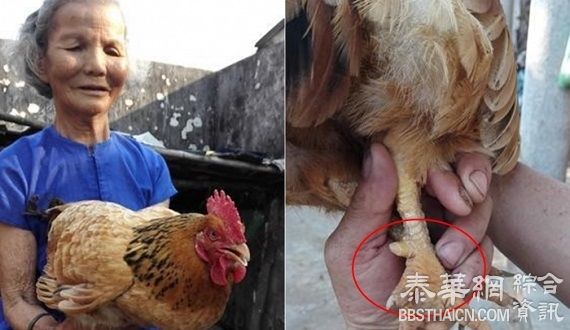 中国老母鸡活了27年　专家：不可能！