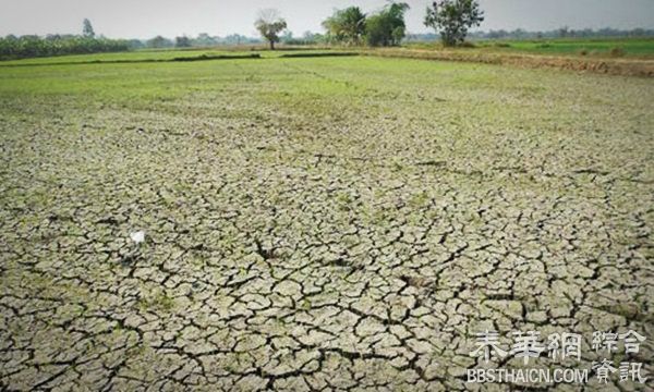 农作物保险企业接受政府提议    向雨季稻稻农每莱补贴1400铢