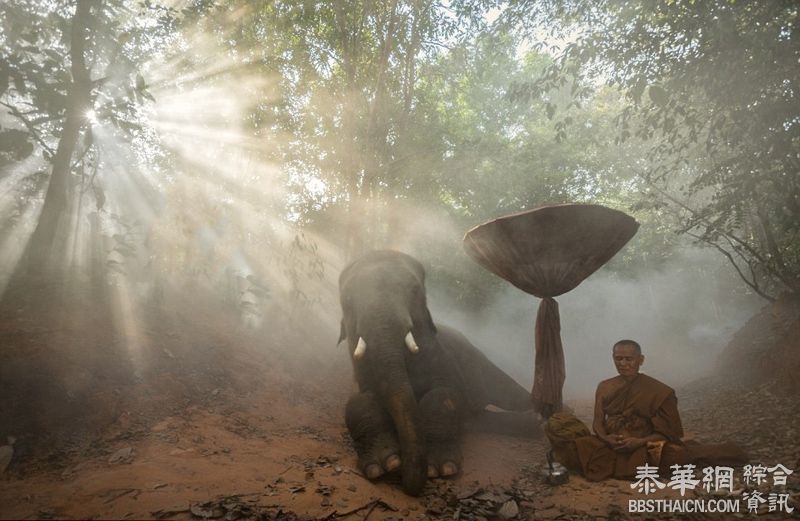 最后的训象者：泰少数民族视大象如家人