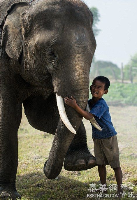 最后的训象者：泰少数民族视大象如家人