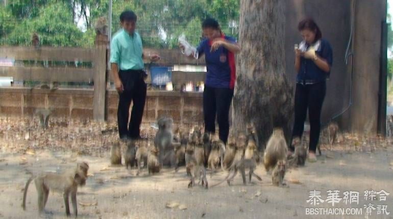 安纳乍能医院猴子太嚣张 抢病人食物解决肚子饿的问题