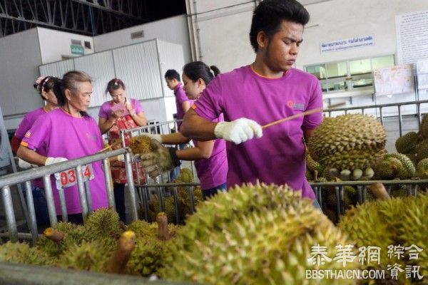 榴梿开动 今年少雨甜度破表