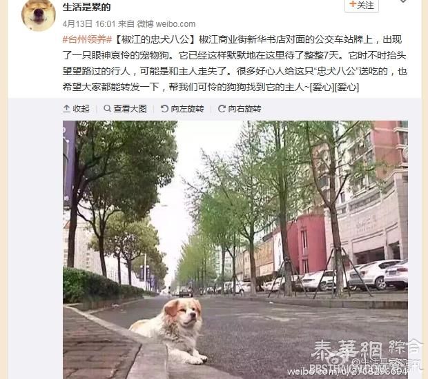 陆版忠犬苦守7天 终等到主人良心发现