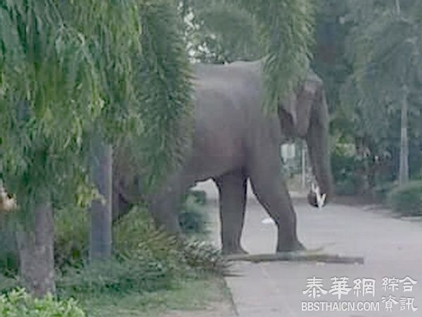 北碧府野象下山觅食大闹幼稚园设备遭破坏