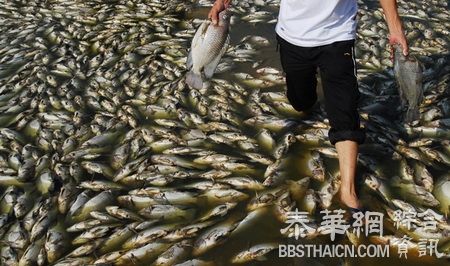 重庆南川通报鱼塘投毒“死2万斤鱼”：75岁男子投农药报复