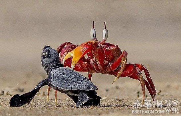 小海龟在沙滩上遭螃蟹拦截苦战脱险 酷似卡通场景(图)