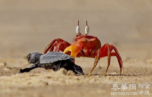 小海龟在沙滩上遭螃蟹拦截苦战脱险 酷似卡通场景(图)