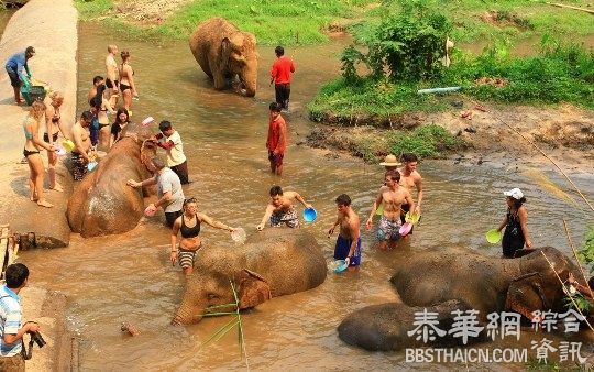 清迈象园推「爱护大象」活动 欧美客排队体验