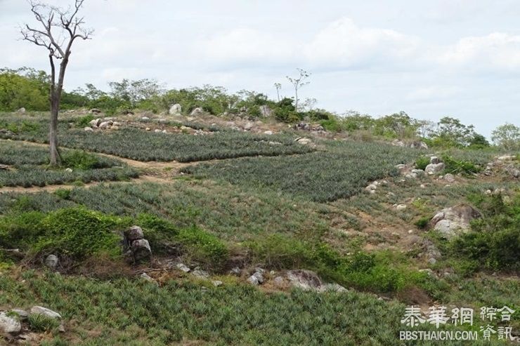 土改办敦促政府动用宪法44条清剿“农耕地背后资本”