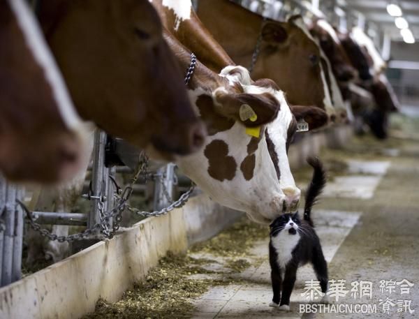 连遭反对，中国公司放弃收购拥有一个浙江省土地的澳洲畜牧商