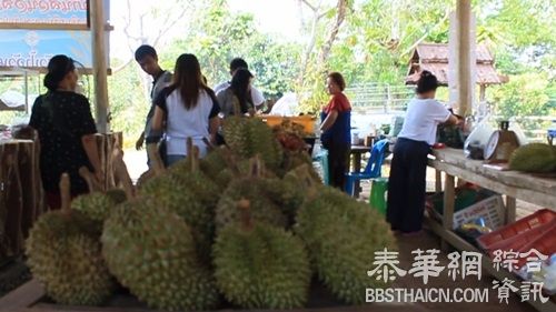 尖竹汶水果自助餐   300銖吃到撑