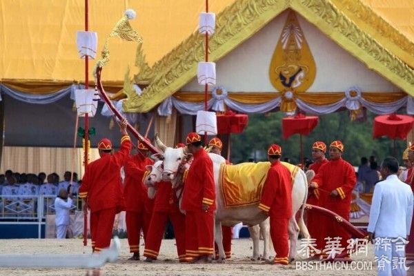 传统节日王室举行春耕典礼 民众冲破防护栏抢稻种