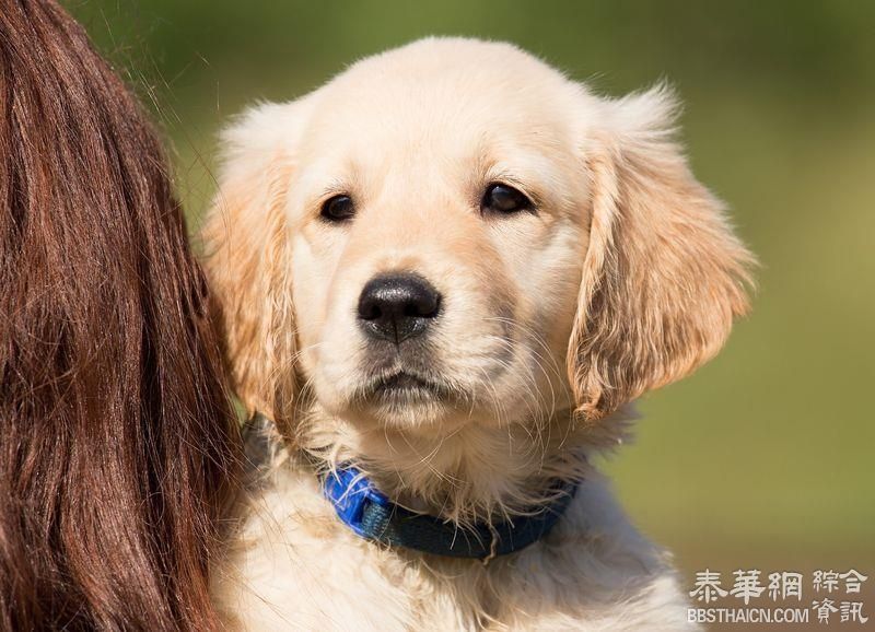 养狗别衝动 专家教你怎麼挑