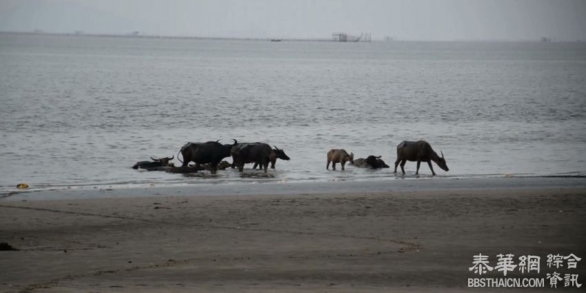 阁苏坤岛牛羣防暑有妙招 海边戏水降温解暑