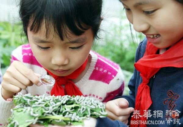 杭州家长满城找桑叶，京华时报：高大上教学理由掩盖教条主义