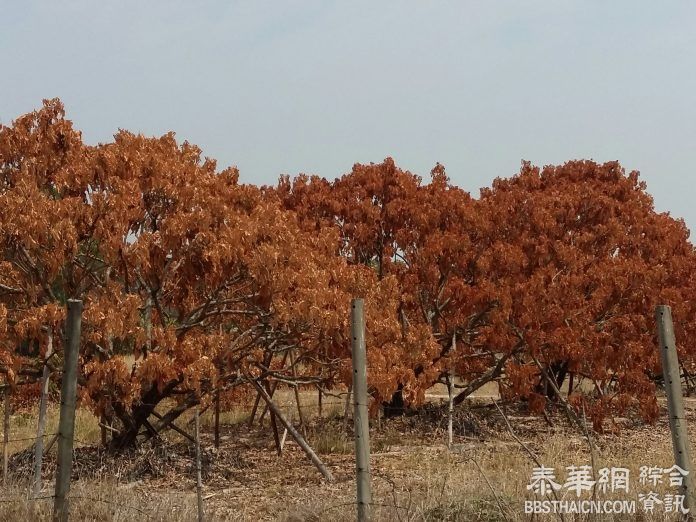 干旱缺水严重   清迈1万多莱耐旱龙眼树被活活干死