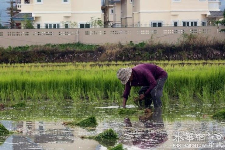 为缓解政府补贴压力   政府将农作物险由自愿转为强制  每莱仅需20铢