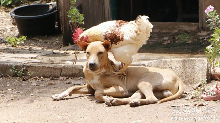 逆天！公鸡脸上雄犬  居民惊呼不同种族的同性恋搭档