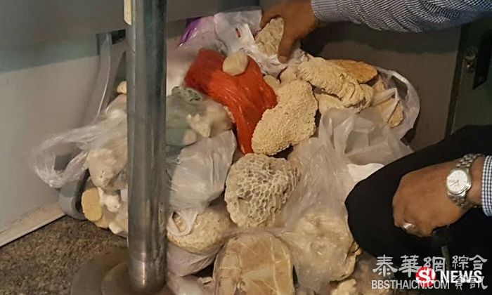 甲米机场截171公斤海贝及珊瑚  被中国游客及欧洲背包客私藏在行李箱中