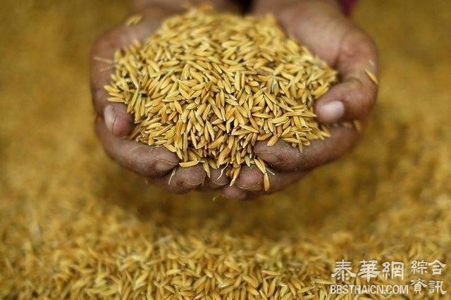 为维持当前米价稳定  内阁通过一项总计67.64亿铢的“稻谷延迟入市”决议