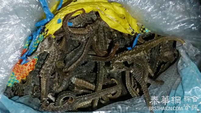 秘鲁缴获800万只干海马　中国籍船长被捕