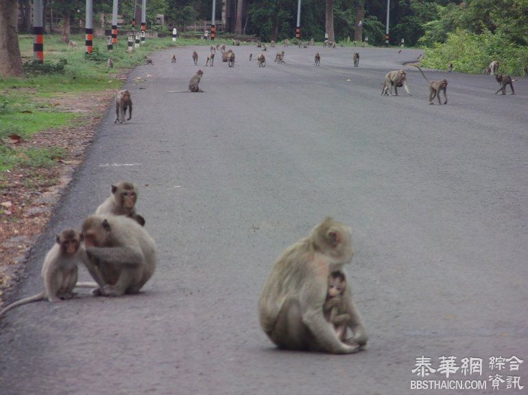 安纳乍仑上千猴子无处觅食 坐公路边等行人投喂食物