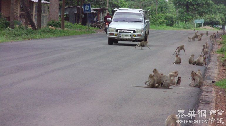 安纳乍仑上千猴子无处觅食 坐公路边等行人投喂食物