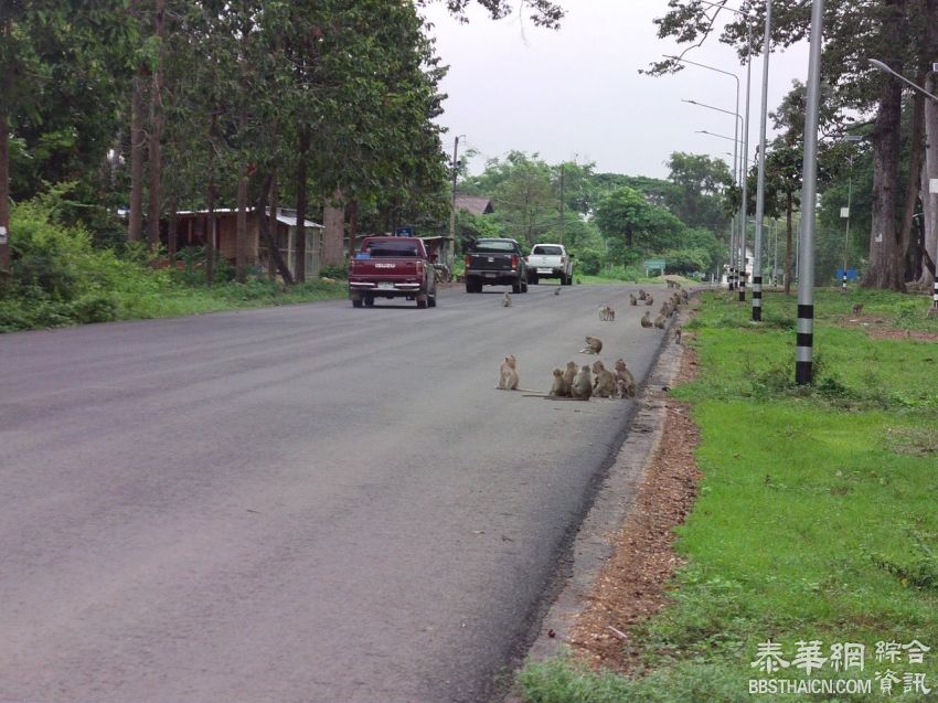 安纳乍仑上千猴子无处觅食 坐公路边等行人投喂食物